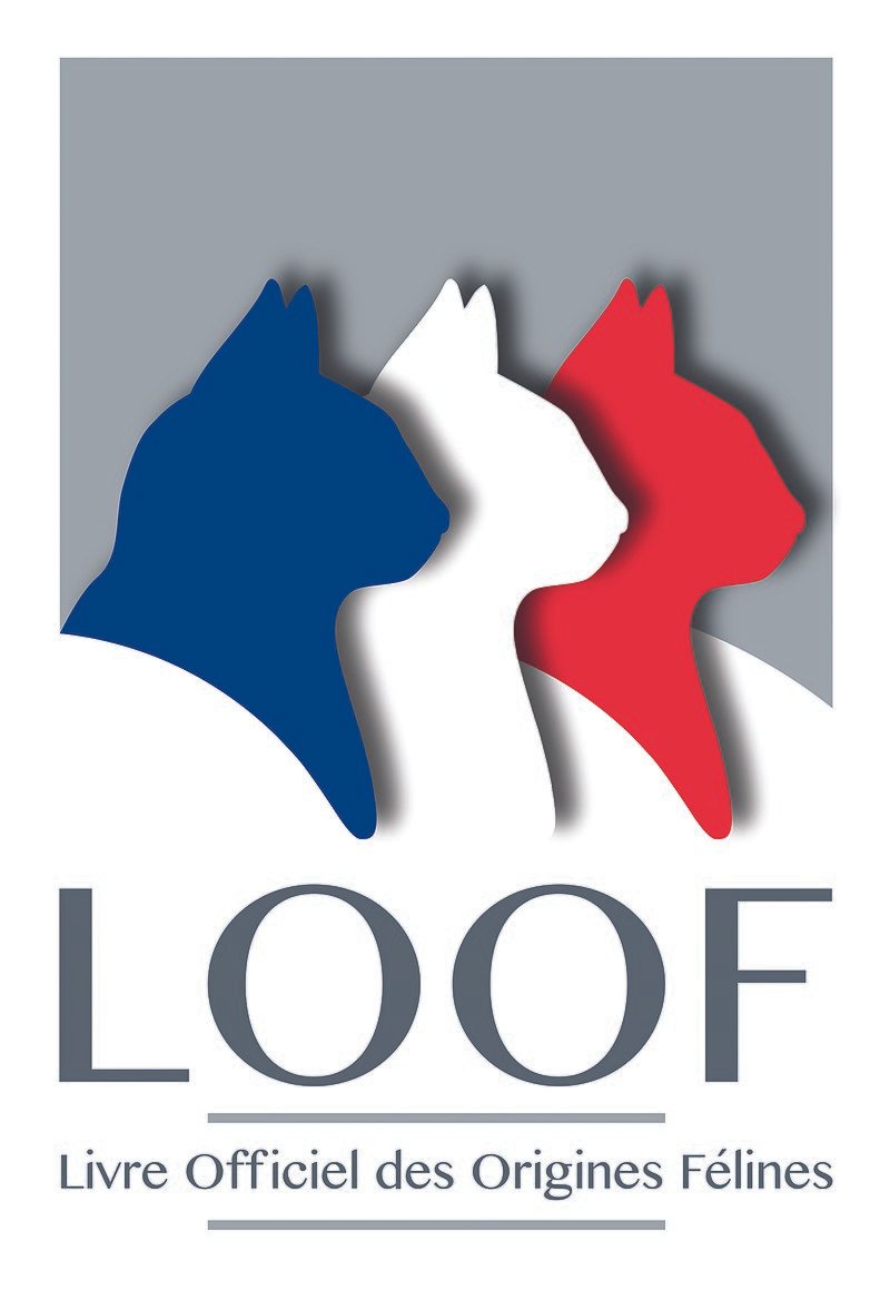 Logo du livre officiel des origines félines