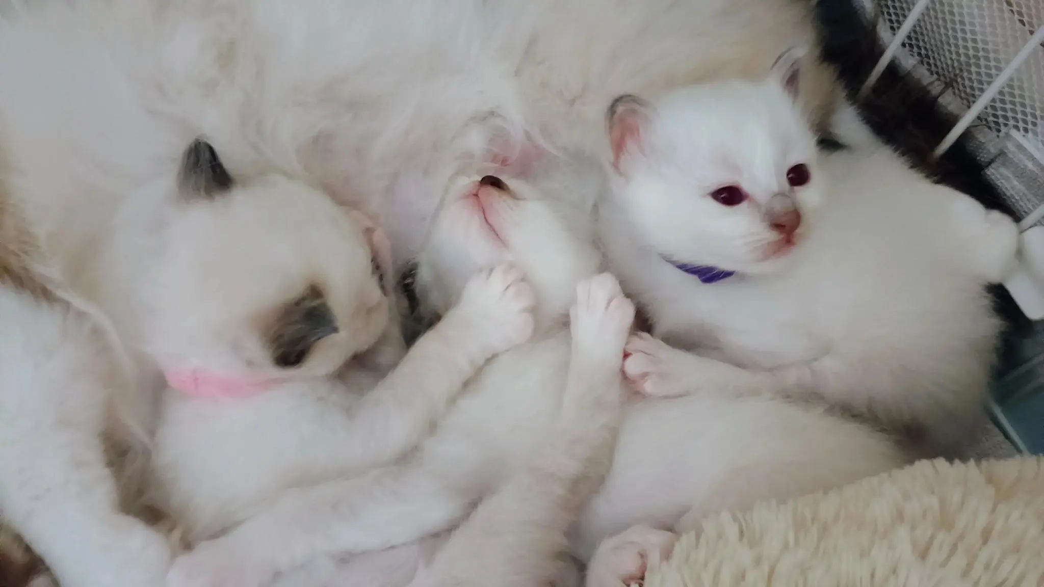 3 très jeunes chatons d'environs 1 mois de la race sacré de birmanie