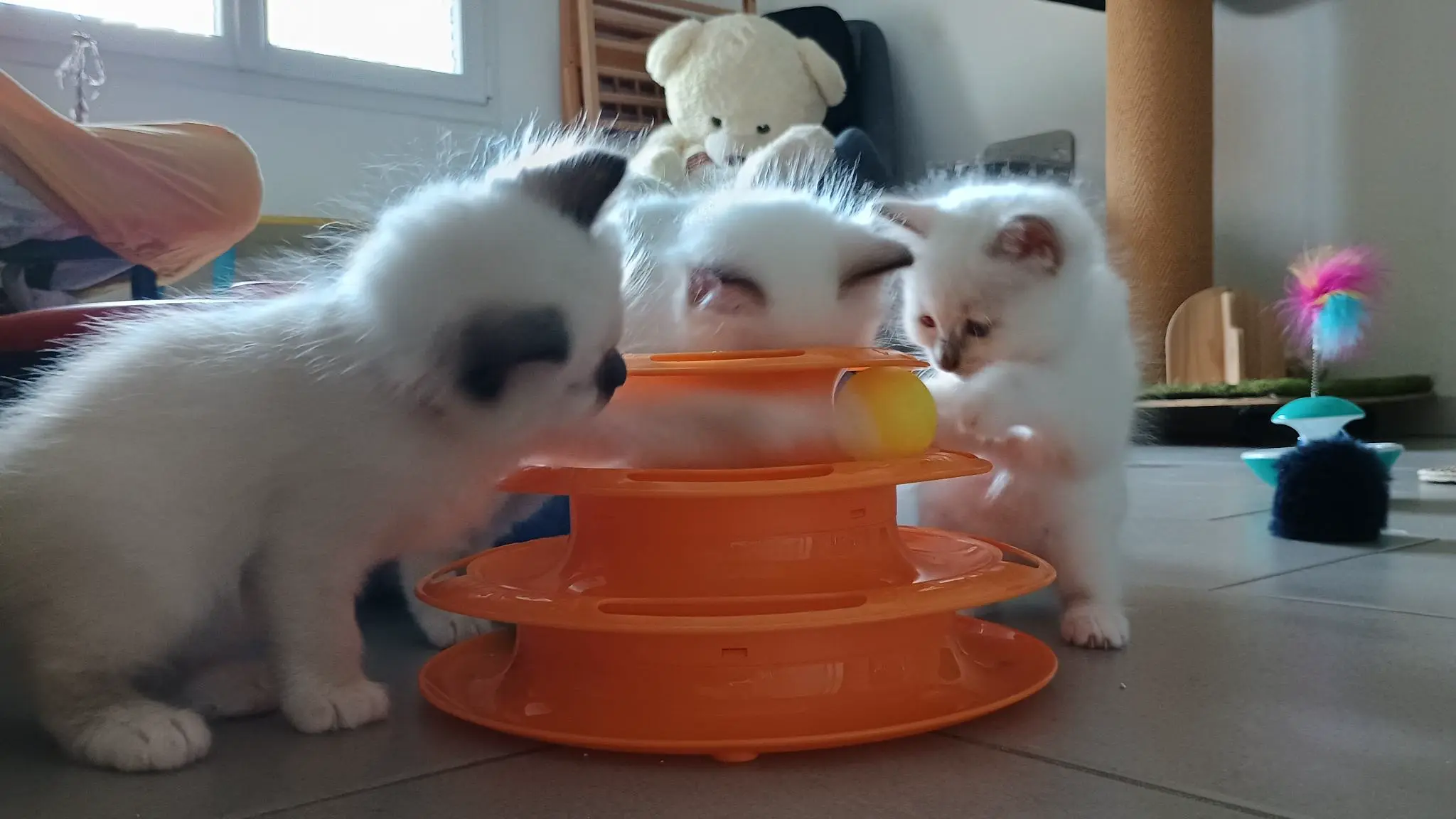 Chatons birman trois chatons de la race Sacré de Birmanie