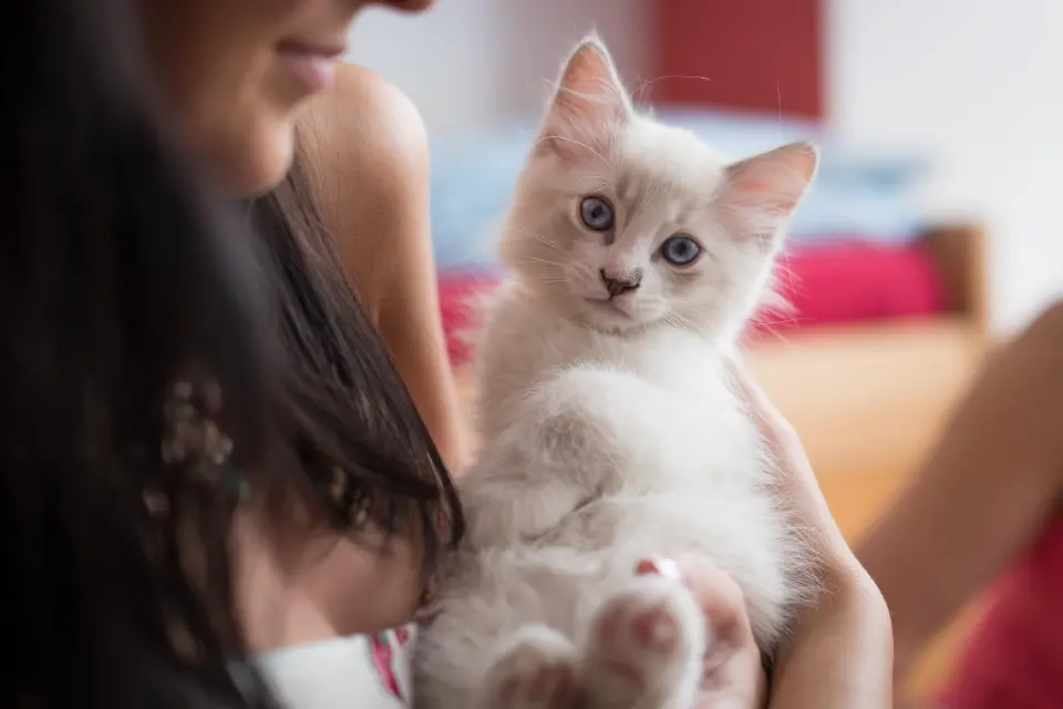 chaton ragdoll dans les bras de son eleveuse